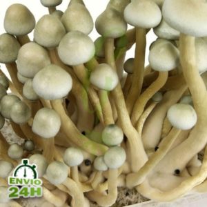 Albino Magic Mushroom