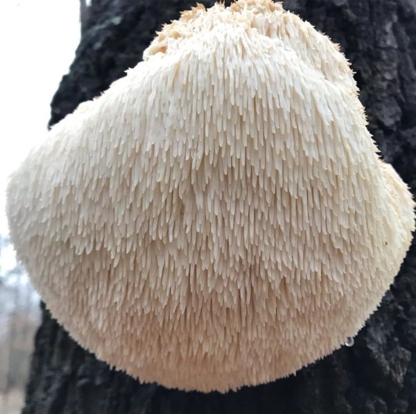 Lion Maine Mushrooms