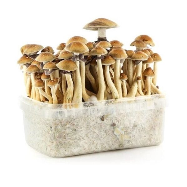 Magic Mushroom Grow Kits in Arkansas - Psychedelic Mushroom USA
