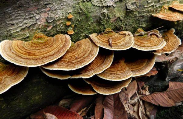 Turkey Tail Mushrooms